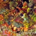 scorpionfish_kimalek210_h_0033_sul7828.jpg